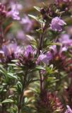 Thymus punctulosus