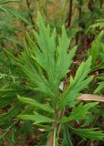 Artemisia vulgaris