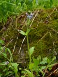 Myosotis decumbens. Цветущее растение в пойменном лесу. Мурманская обл., Североморский р-н, берег р. Грязная. 19.06.2009.