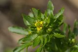 Ranunculus sceleratus. Верхушка зацветающего растения. Ростовская обл., Аксайский р-н, окр. хут. Александровка, у родника. 01.05.2014.