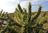 Austrocylindropuntia subulata. Вегетирующее растение. Греция, п-ов Пелопоннес, окр. г. Катаколо. 12.04.2014.