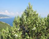 Juniperus excelsa. Часть кроны с незрелыми шишкоягодами. Краснодарский край, м/о г. Новороссийск, окр. пос. Абрау, юго-восточный склон горы Круглая, можжевеловое редколесье. 19.07.2014.