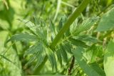 Valeriana rossica