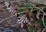 Rosularia platyphylla