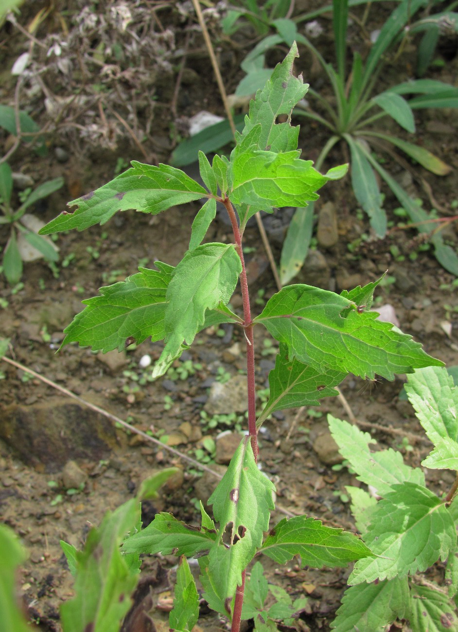 Изображение особи Eupatorium cannabinum.