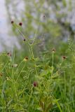 Geum urbanum