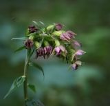 Epipactis helleborine