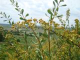 Spiraea hypericifolia. Верхушка отцветшего побега. Пензенская обл., Лунинский р-н, окр. с. Ферлюдинка, открытый склон к р. Шукша. 19 июня 2015 г.