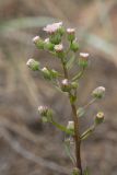 Erigeron uralensis. Общее соцветие. Ленинградская обл., окр. пос. Большая Ижора, побережье Финского зал., разнотравно-злаковая луговина на тыльной стороне песчаного берегового вала. 13.06.2016.