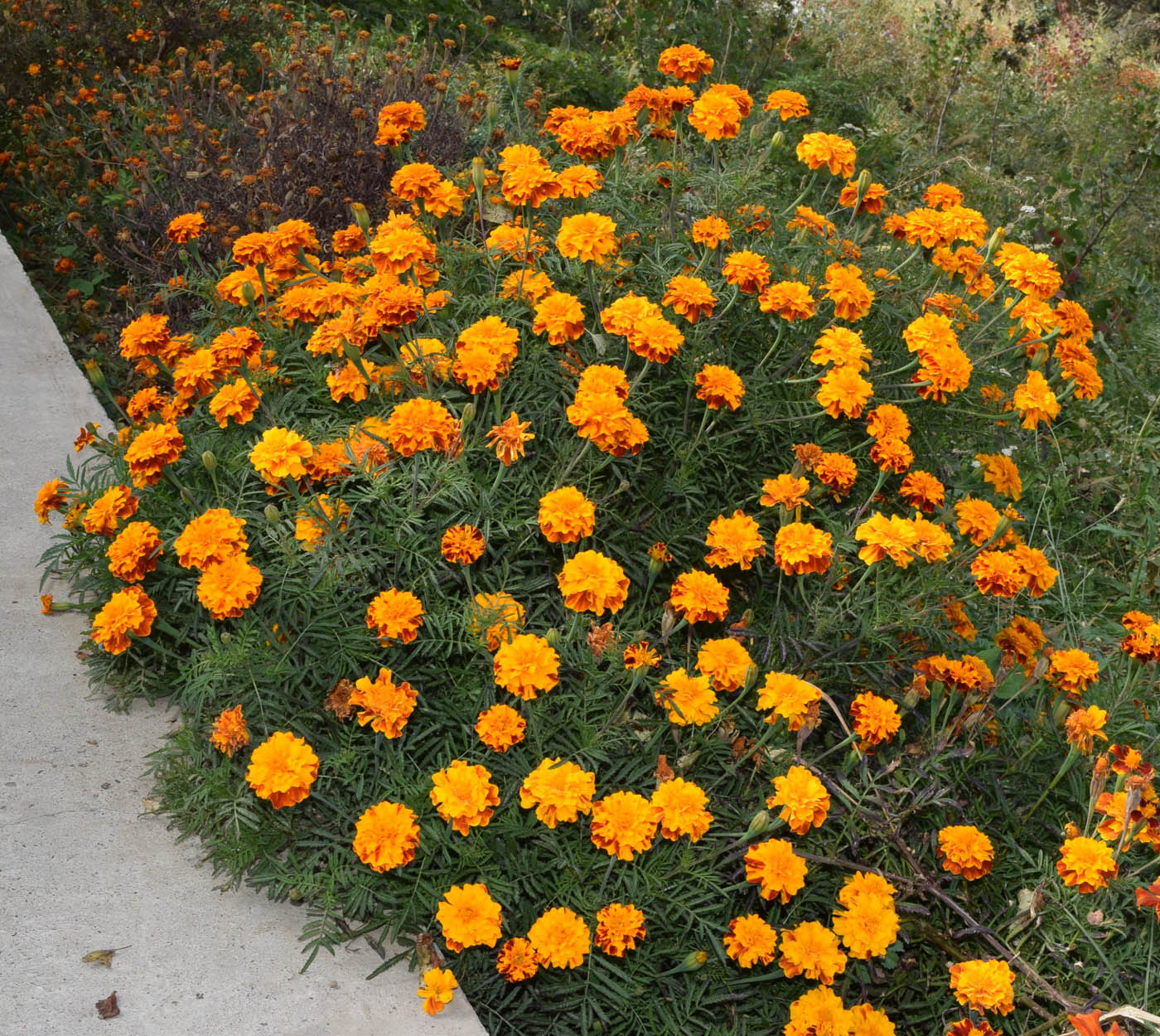 Изображение особи Tagetes patula.