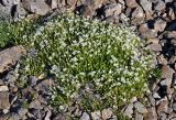 Minuartia imbricata