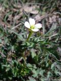 Cardamine graeca. Верхушка цветущего растения. Крым, Байдарская долина, окр. с. Кизиловое. 04.04.2010.