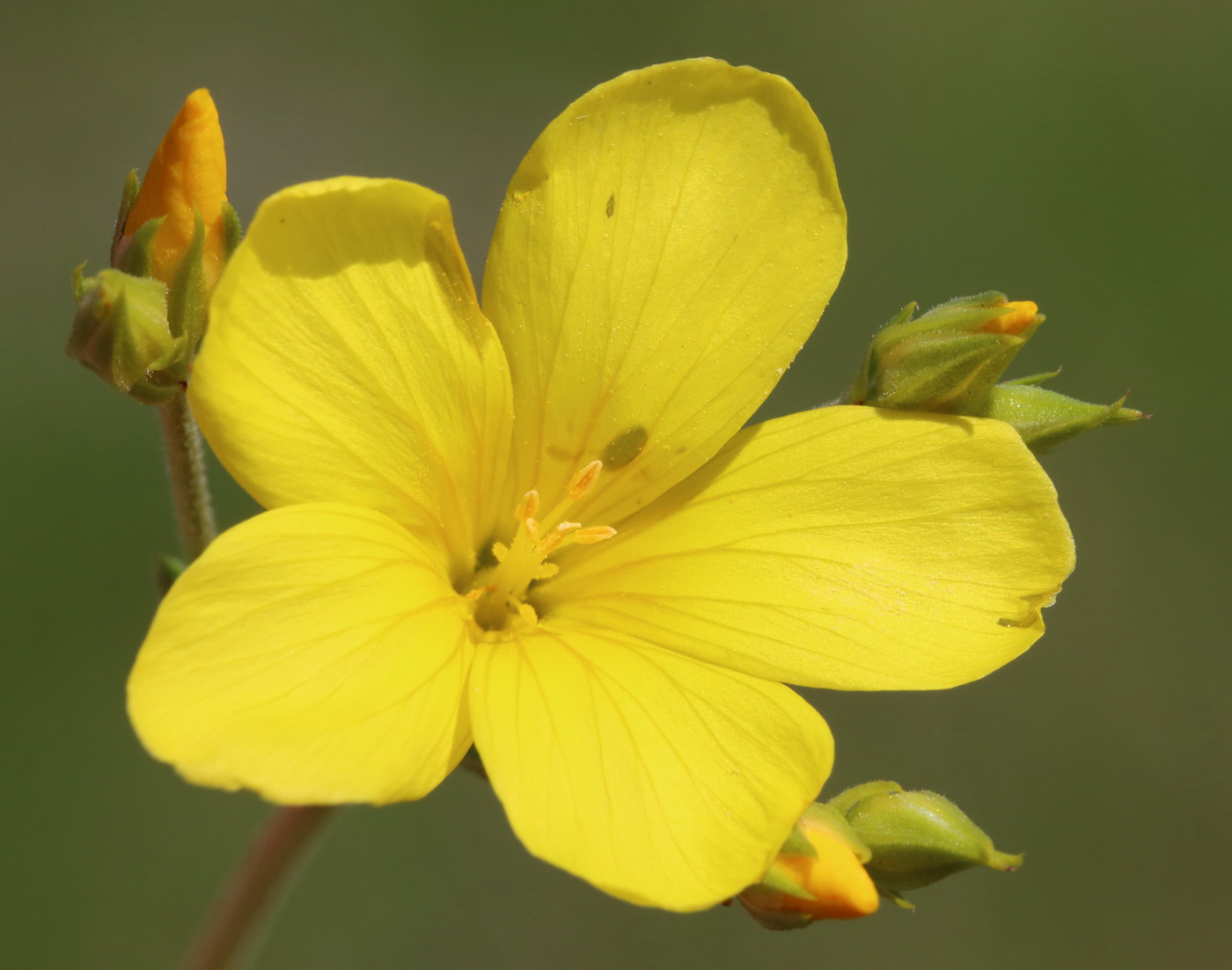 Изображение особи Linum czernjajevii.