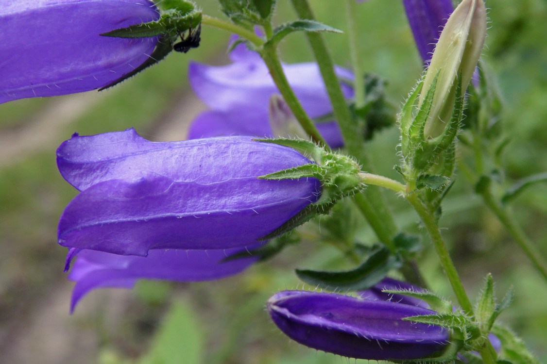 Изображение особи Campanula praealta.