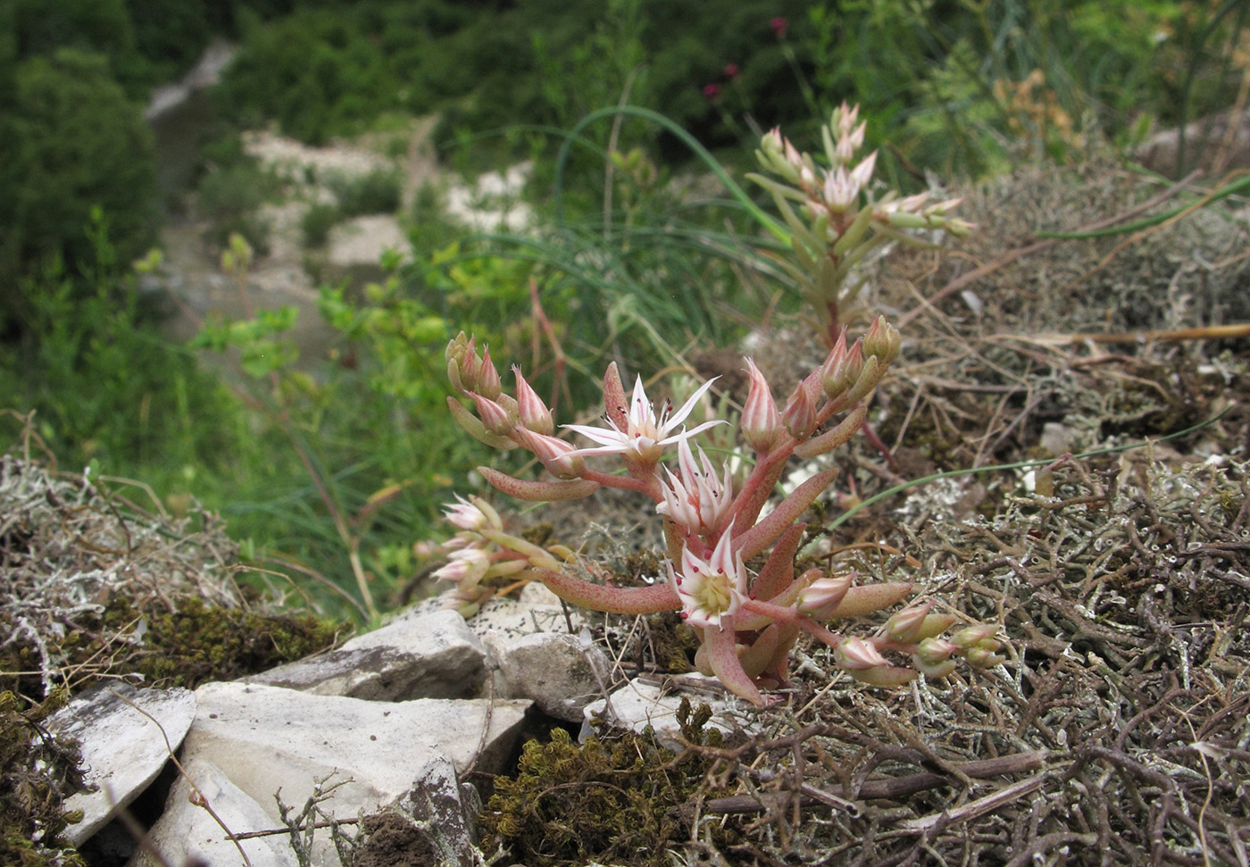 Изображение особи Sedum hispanicum.