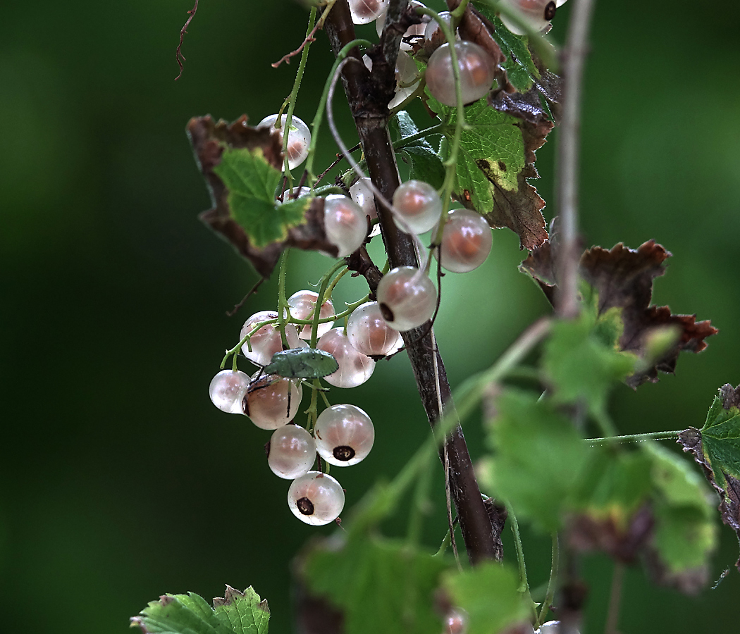 Изображение особи Ribes rubrum.