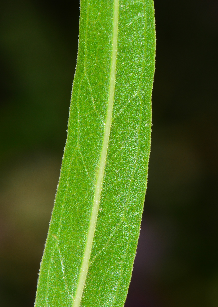Изображение особи Chilopsis linearis.