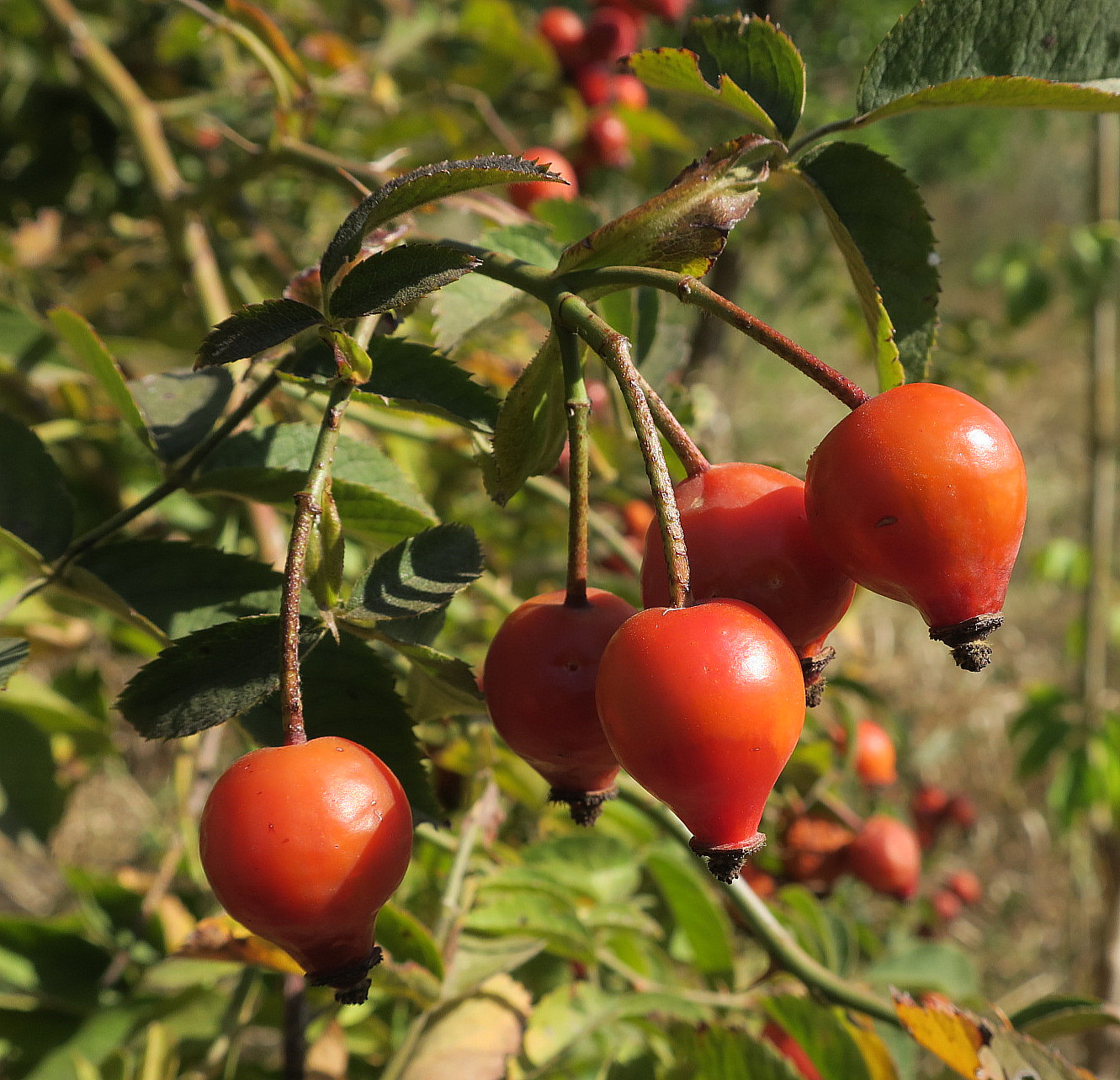 Изображение особи Rosa kalmiussica.