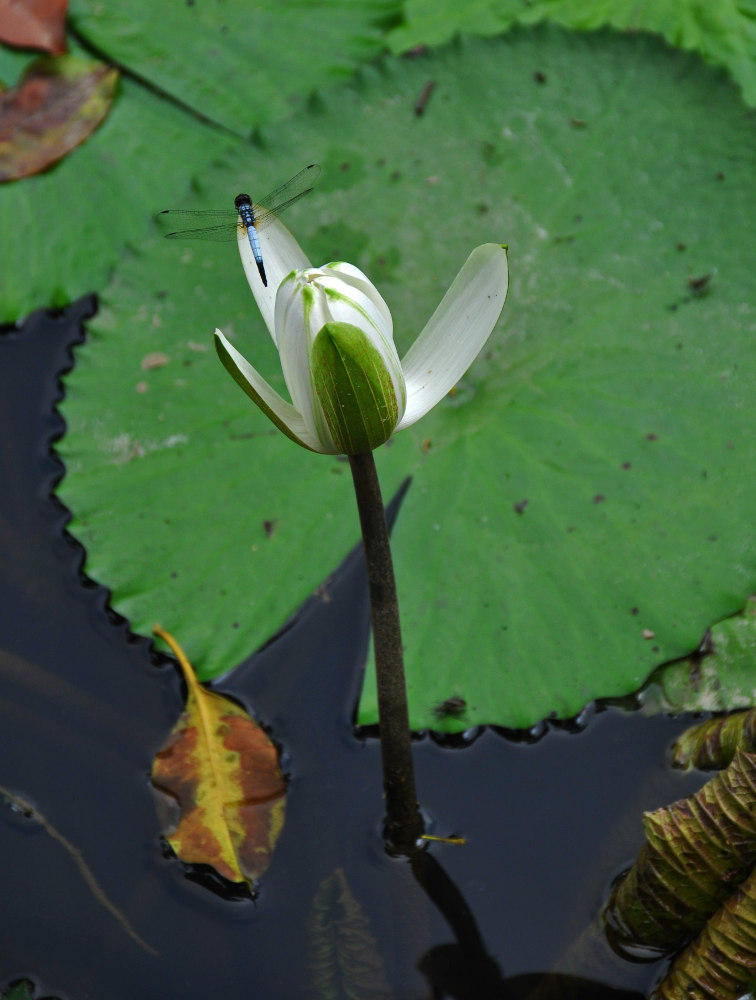 Изображение особи Nymphaea lotus.