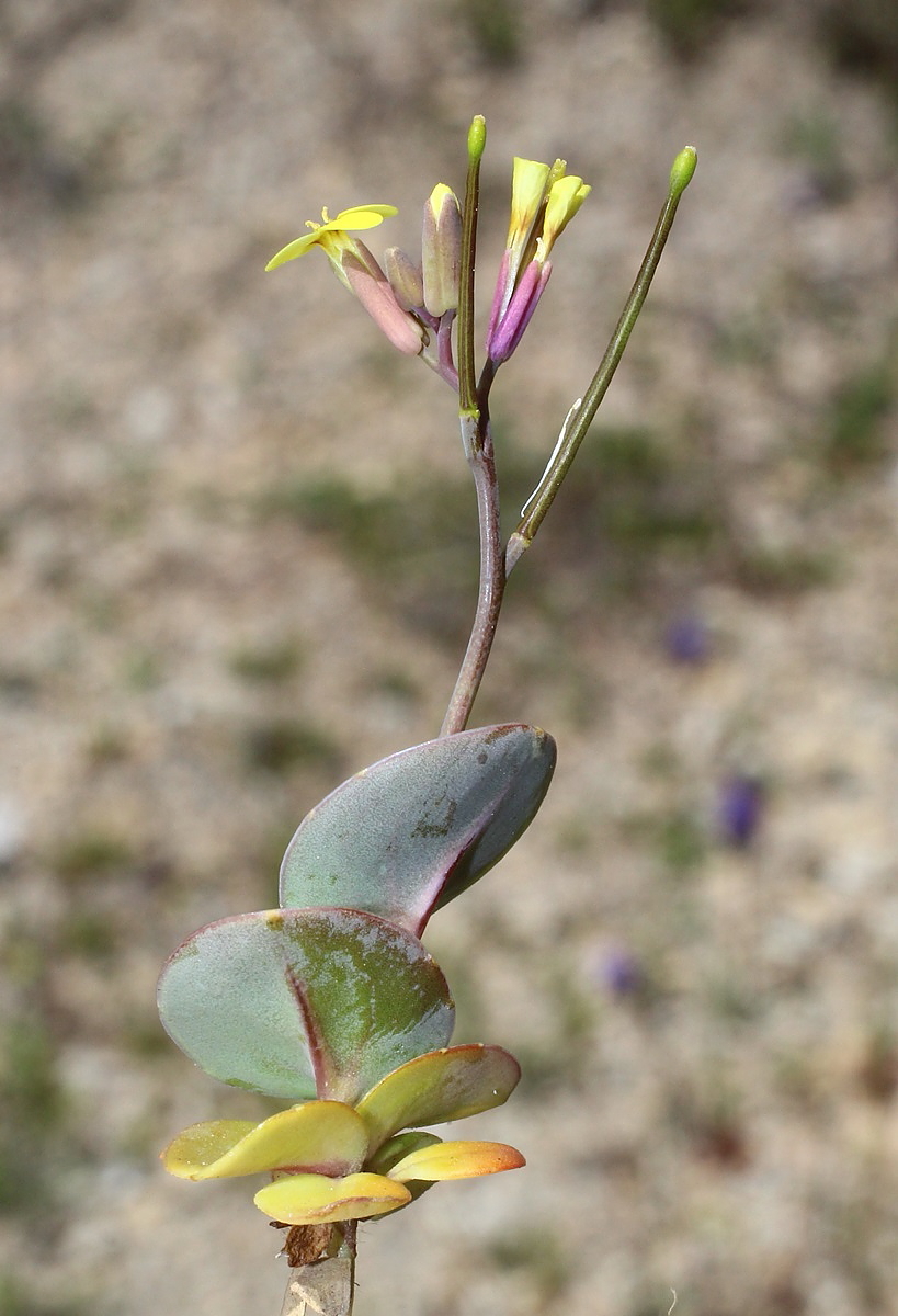 Изображение особи Conringia clavata.