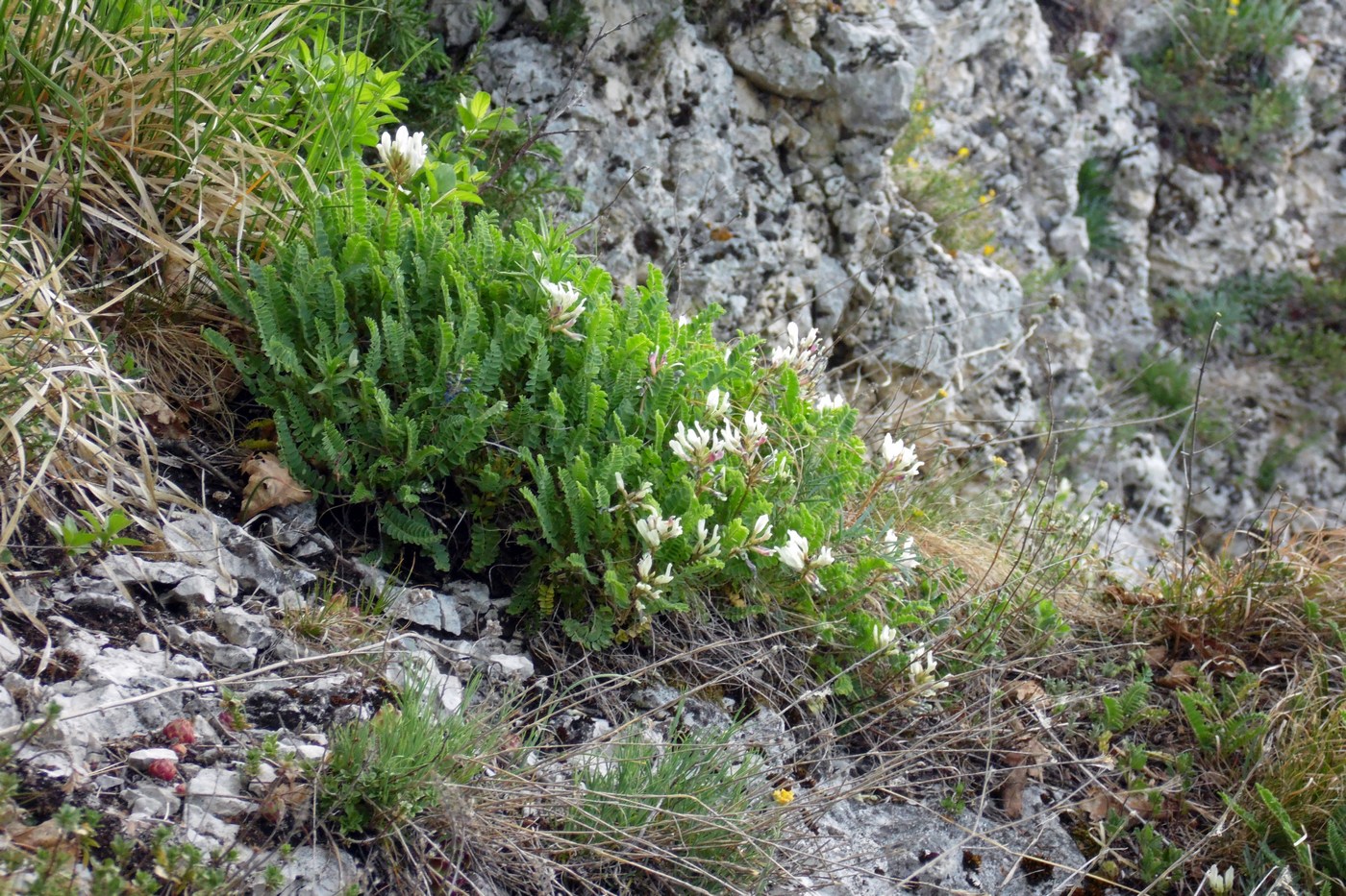 Изображение особи Astragalus demetrii.