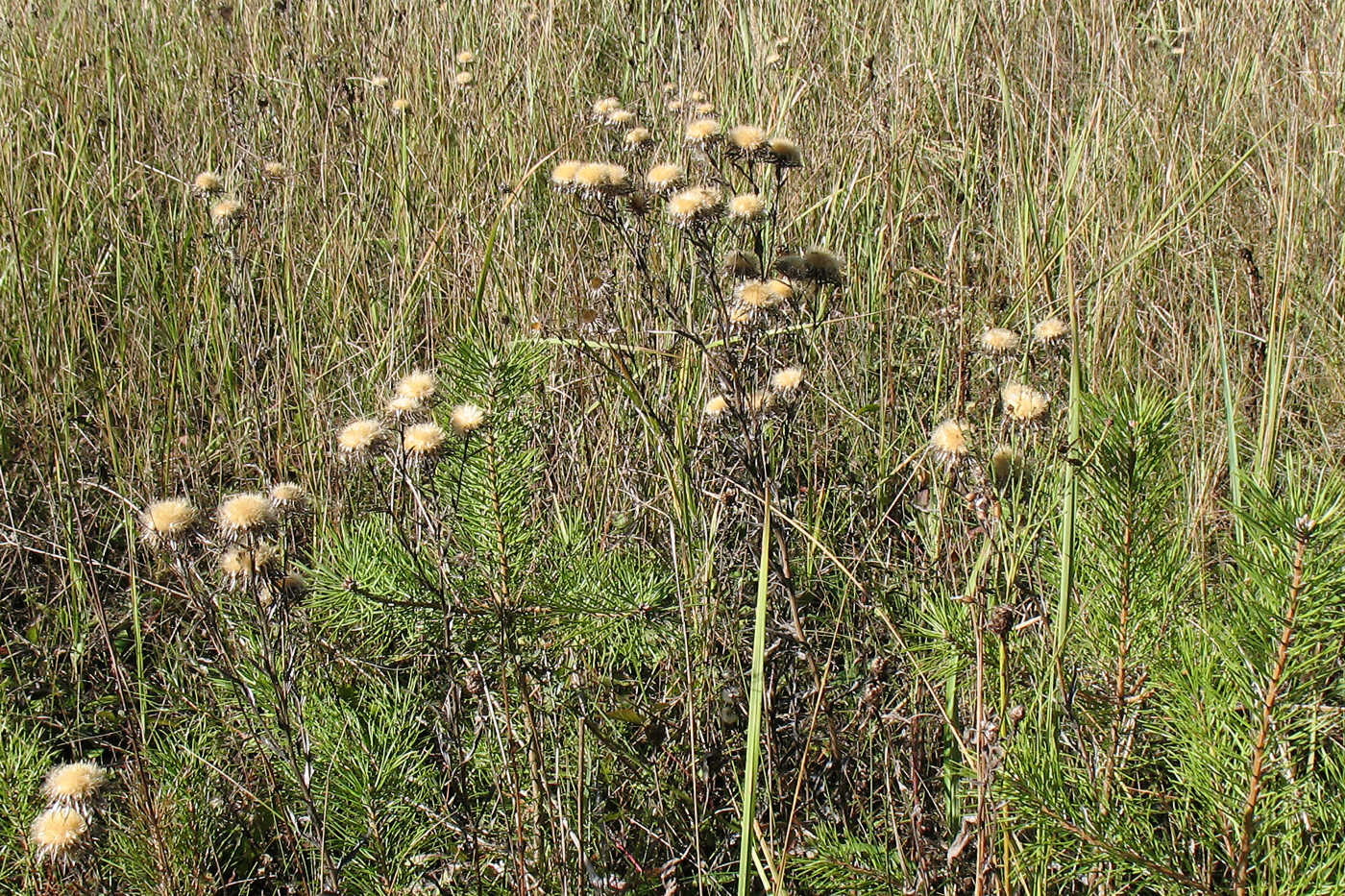 Изображение особи Carlina biebersteinii.