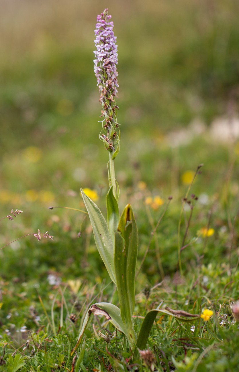 Изображение особи Gymnadenia conopsea.