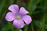 Linum hypericifolium. Цветок. Карачаево-Черкесия, Зеленчукский р-н, окр. пос. Архыз, хребет Абишира-Ахуба, южный склон пер. Федосеева, ≈ 2450 м н.у.м., субальпийский луг. 30.07.2018.