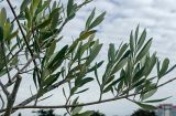 Olea europaea