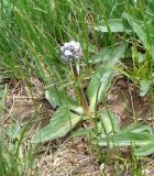 Valeriana leucophaea