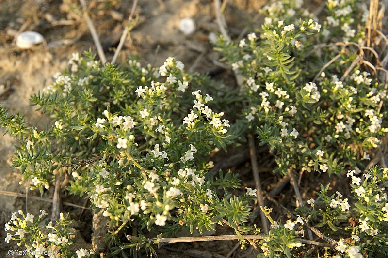 Изображение особи Galium humifusum.