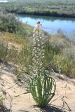 Eremurus anisopterus. Цветущее растение. Казахстан, Алматинская обл, Балхашский р-н, закреплённые пески. 5 мая 2018 г.