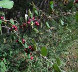 Cotoneaster melanocarpus. Часть плодоносящей ветви. Магаданская обл., г. Магадан, мкр-н Снежная Долина, бывшая ЛОС (Лесная опытная станция). 30.08.2020.