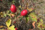 Rosa rubiginosa. Ветвь с листьями и плодами. Крым, Ай-Петринская яйла. 25 сентября 2010 г.