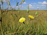 Lactuca serriola