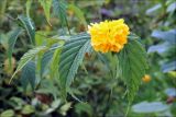 Kerria japonica разновидность pleniflora