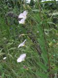 Convolvulus arvensis