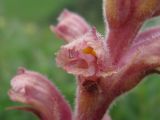 Orobanche bartlingii