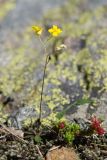 Draba hispida