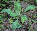 Plantago urvillei. Розетка листьев и основание генеративного побега. Пермский край, г. Пермь, Дзержинский р-н, м-н Акуловский, опушка в липовом лесу. 25.05.2023.