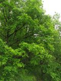 Quercus petraea. Крона взрослого дерева. Украина, Закарпатская обл., Виноградов, Чёрная гора. 5 мая 2008 г.