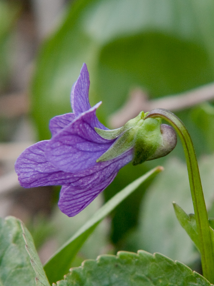 Изображение особи Viola langsdorfii.