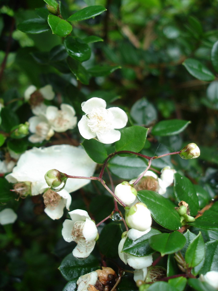 Изображение особи Myrceugenella apiculata.