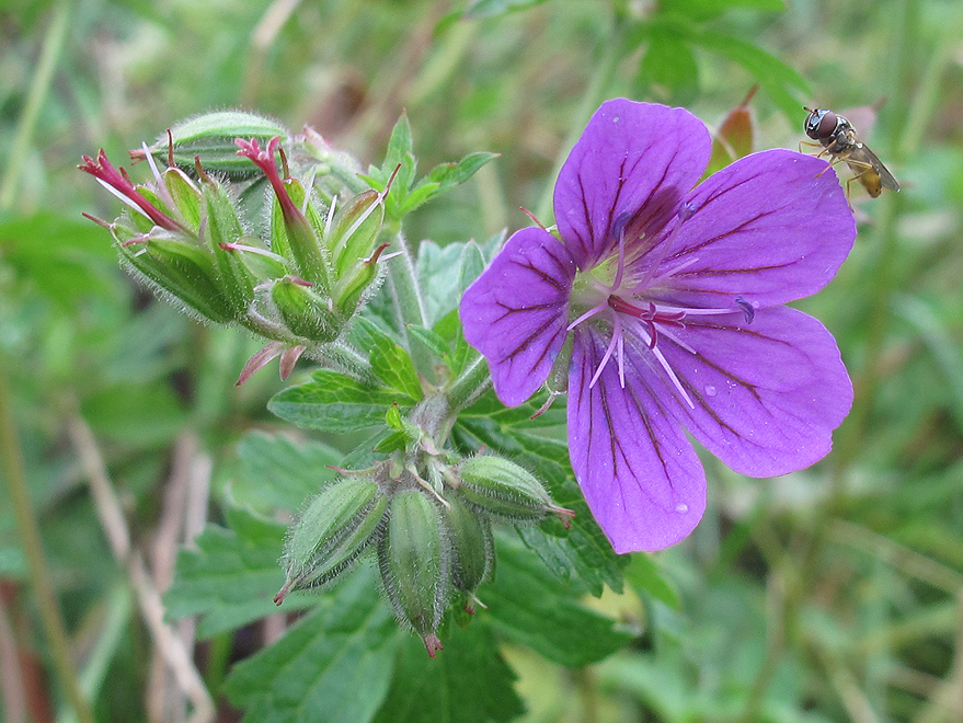 Изображение особи Geranium sylvaticum.