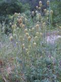 Poterium polygamum. Цветущее растение. Крым, окрестности Ялты. 26 мая 2012 г.