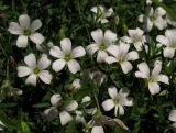 Gypsophila sericea