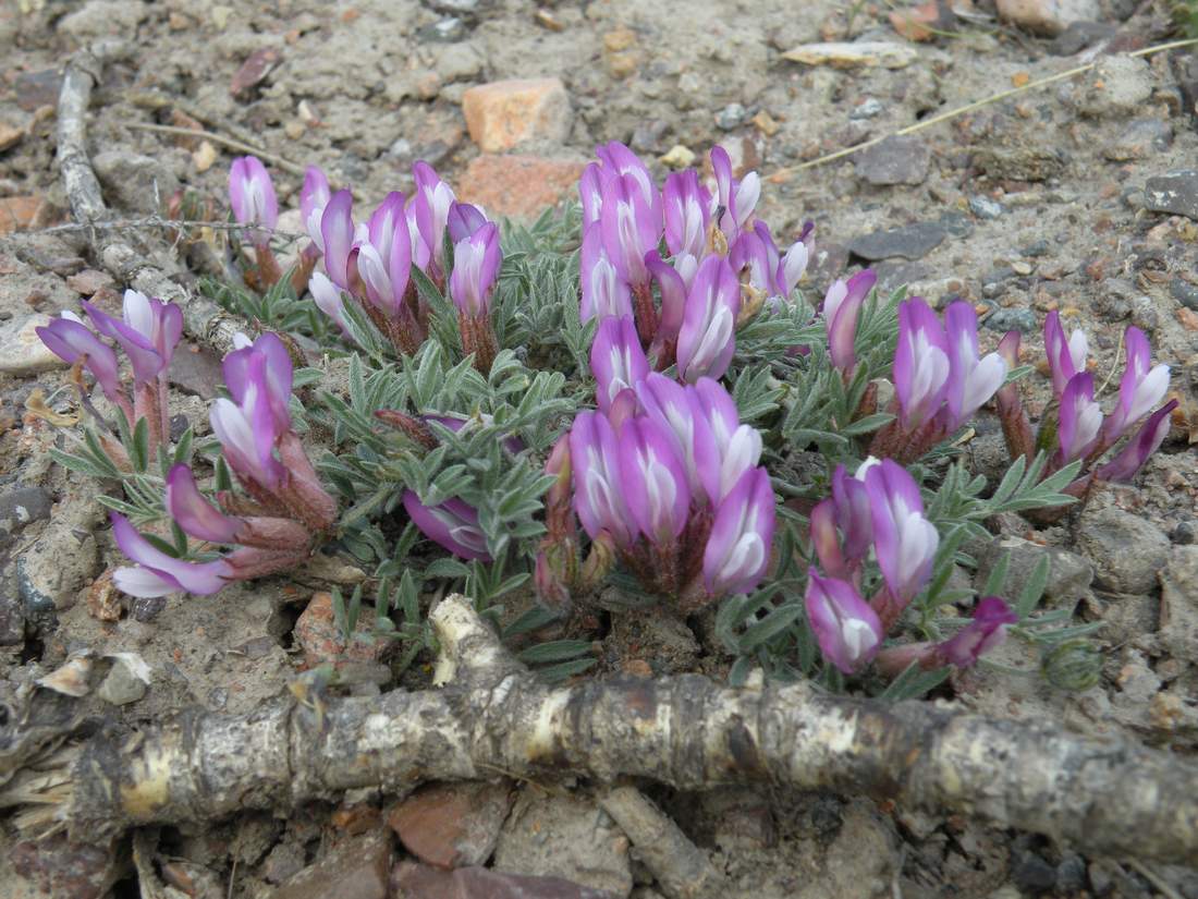 Изображение особи Astragalus arcuatus.