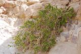 Capparis cartilaginea. Растение на скале. Египет, Синай, окр. Нувейбы, Цветной каньон. 20.02.2009.