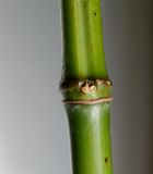 род Phyllostachys