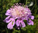 Scabiosa lachnophylla. Соцветие. Приморский край, г. Владивосток, бухта Соболь, прибрежный склон. 06.09.2013.